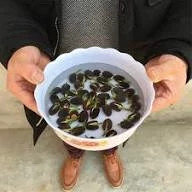 بذر نیلوفر آبی میکس