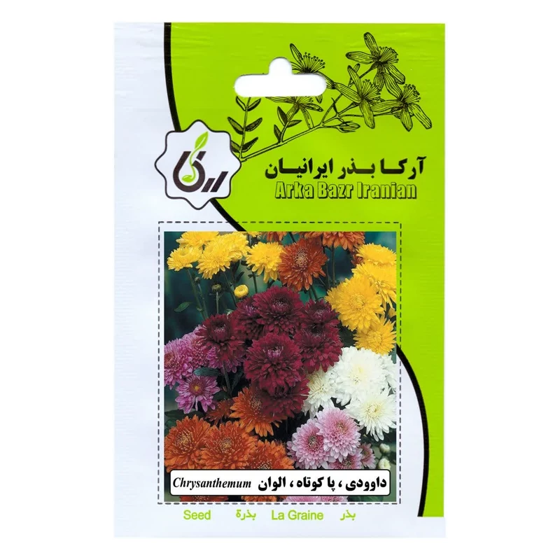 بذر داوودی / پا کوتاه / الوان