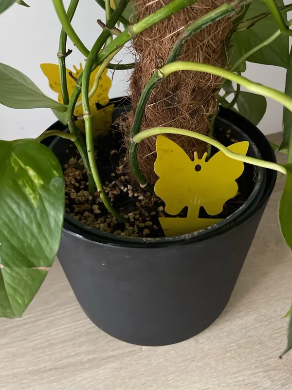 چسب حشرهگیر پروانه ای
