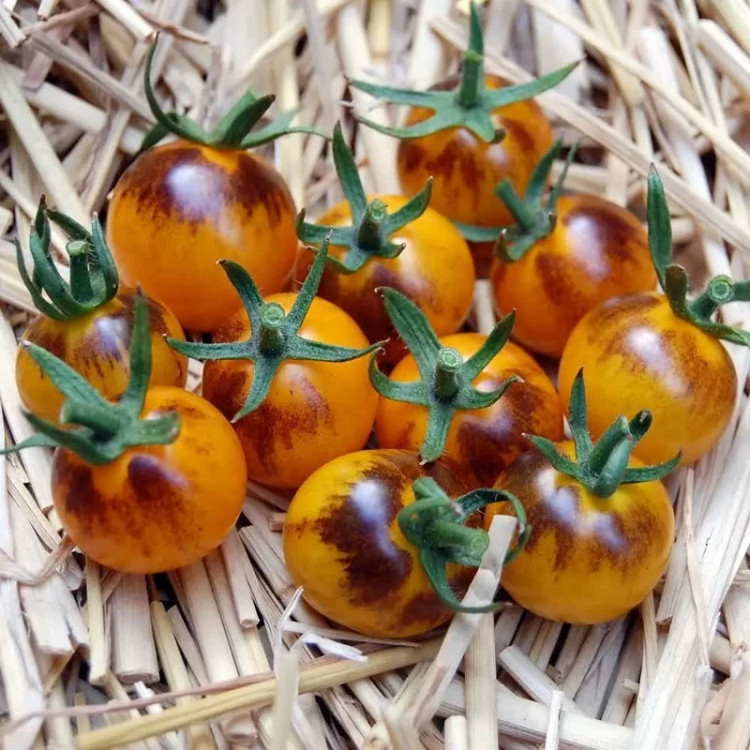 بذر گوجه بری آتشین
