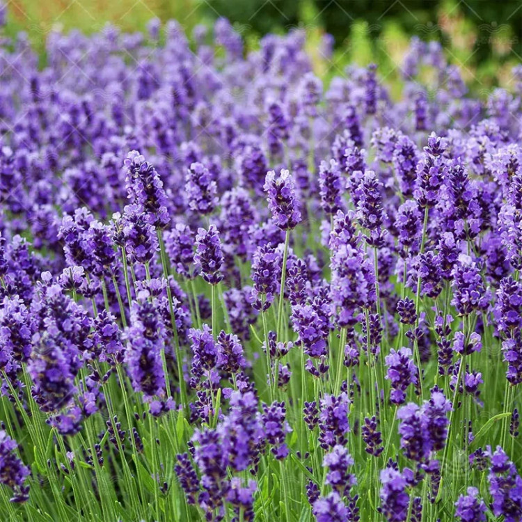 بذر اسطوخودوس