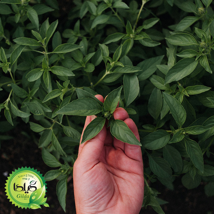 بذر سبزی خوردن گیلدا کد 097 مجموعه 10 عددی