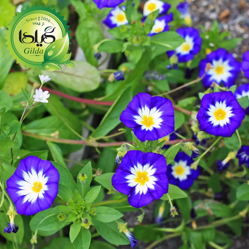 بذر گل های رونده گیلدا کد 095 مجموعه 4 عددی