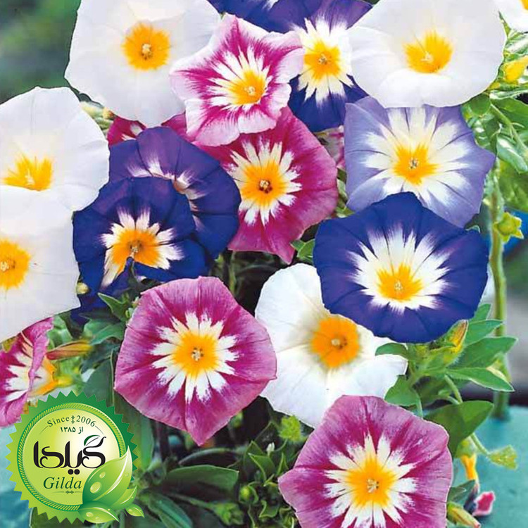 بذر گل های رونده گیلدا کد 095 مجموعه 4 عددی