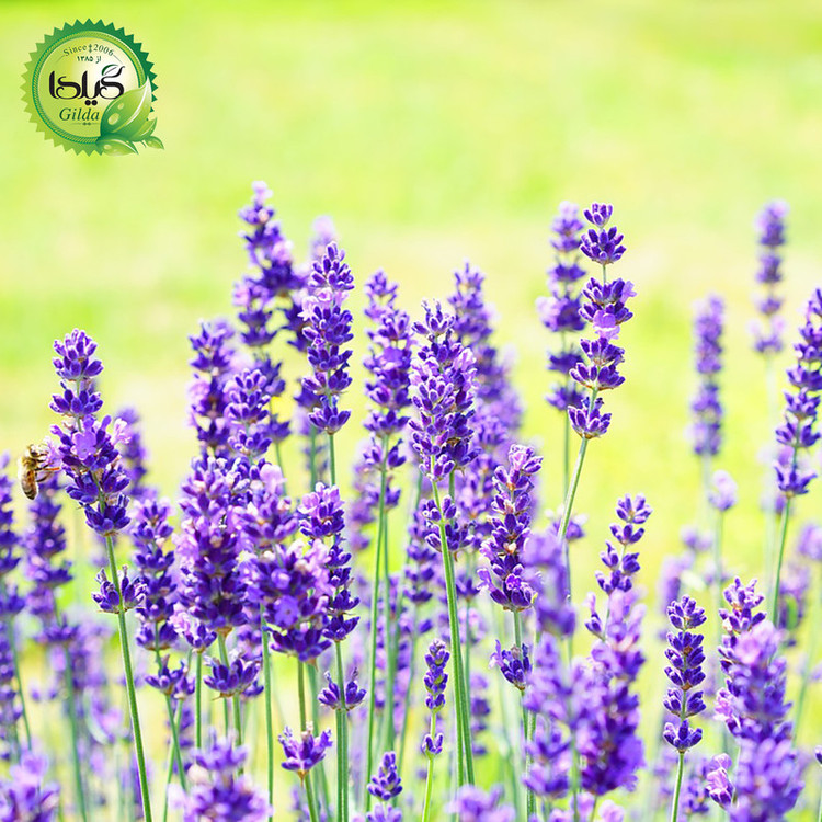 بذر اسطوخودوس گیلدا کد 173