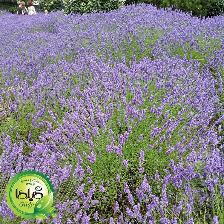 بذر اسطوخودوس گیلدا کد 173