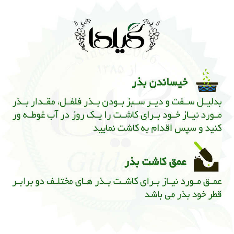 بذر فلفل تند سوزنی گیلدا کد 358
