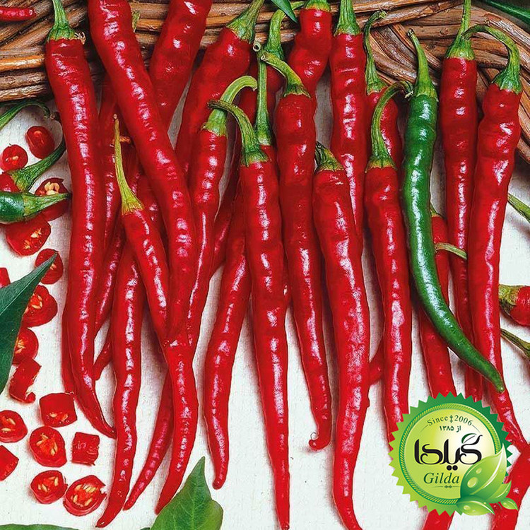 بذر فلفل تند سوزنی گیلدا کد 358