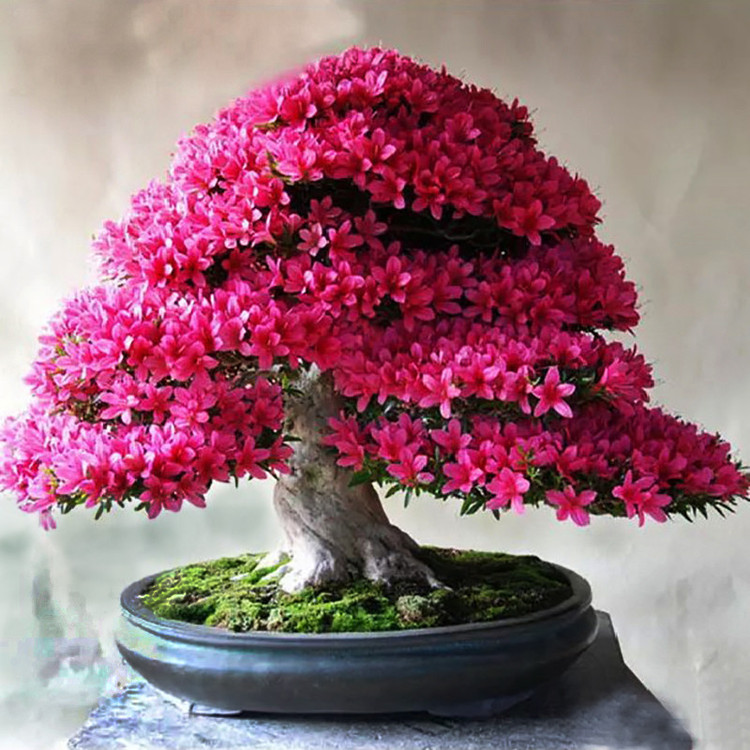 بذر بنسای ارغوان سانیا سید مدل S6