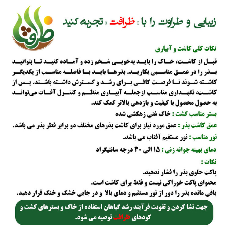 بذر چمن خارجی اسپرت چهار تخم ظرافت مدل BZ9663