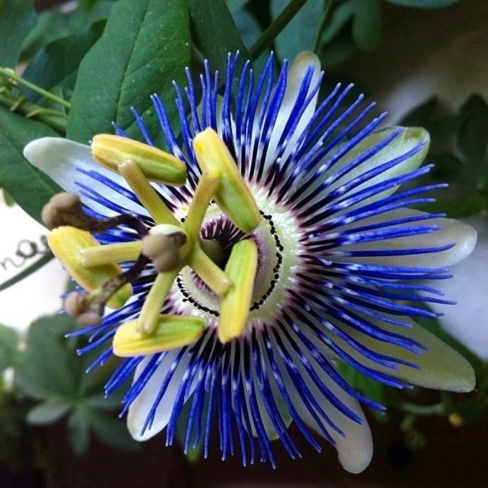 بذر گل ساعتی رونده آبی سانیا سید مدل S113