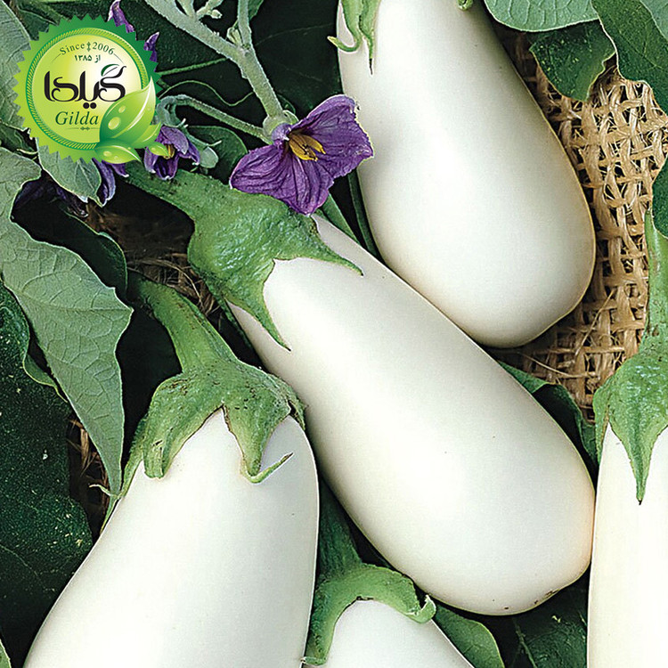 بذر بادمجان سفید گیلدا کد 452