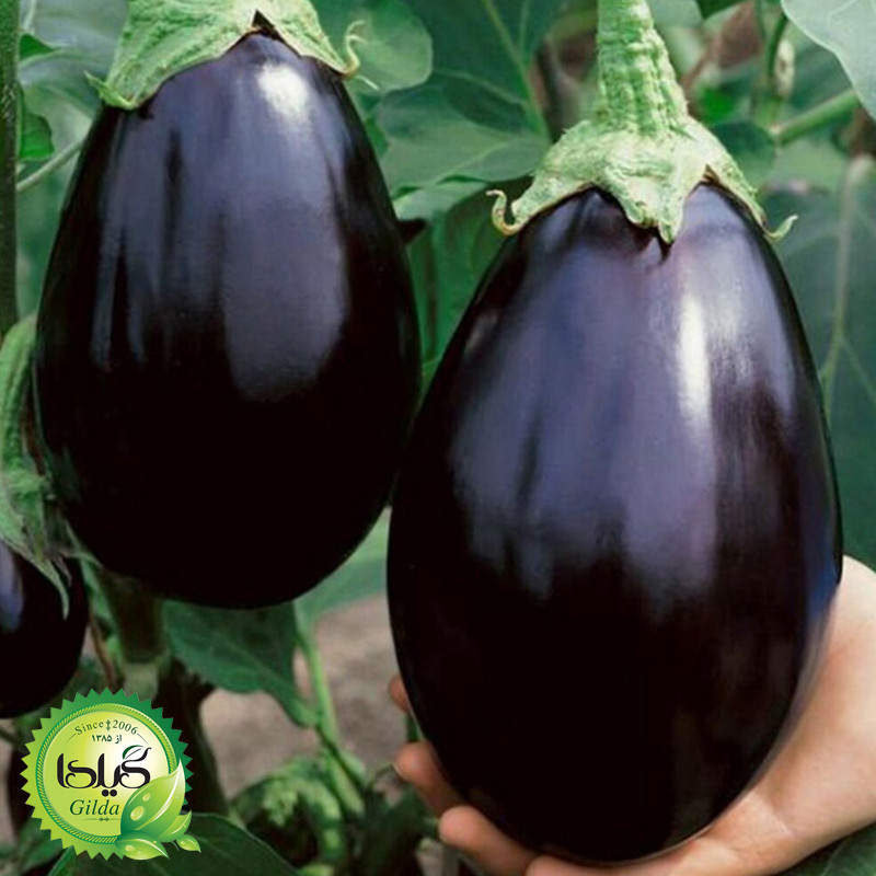 بذر بادمجان دلمه گیلدا کد 451