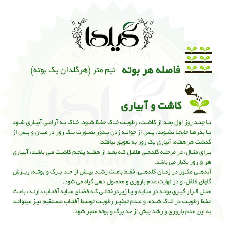بذر فلفل شیرین سوزنی گیلدا کد 357