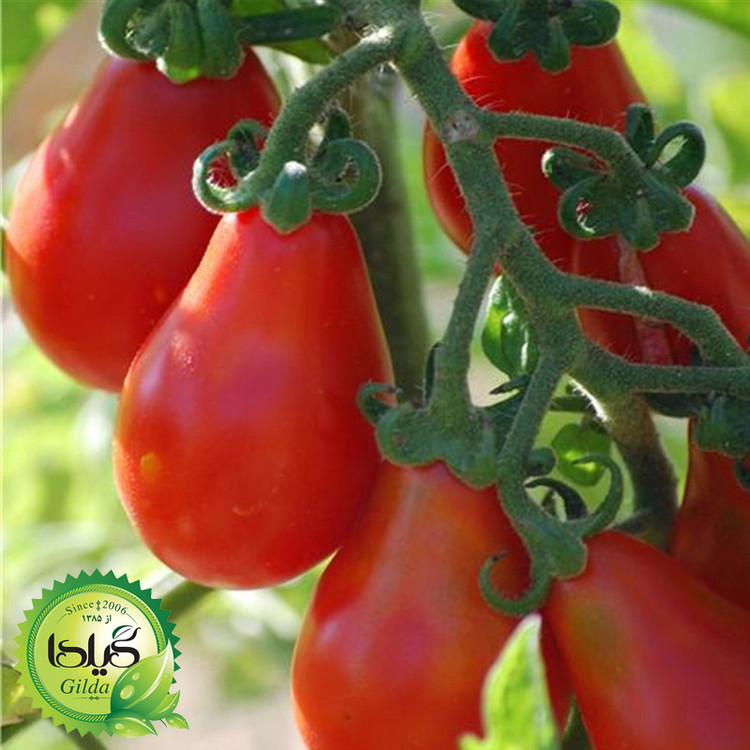 بذر گوجه ریز گلابی قرمز گیلدا کد 573