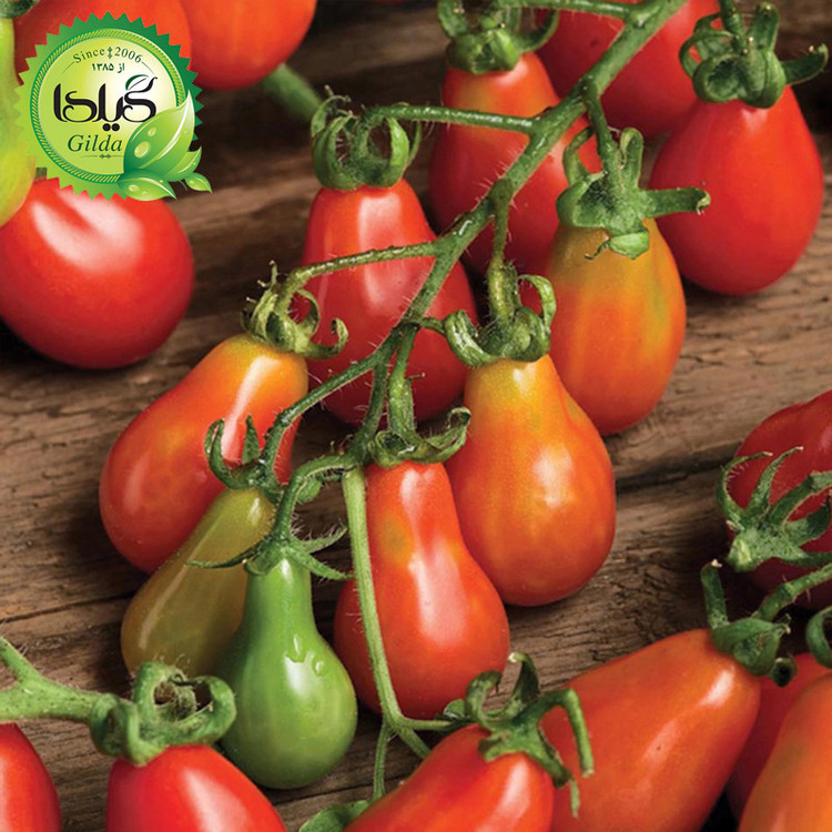 بذر گوجه ریز گلابی قرمز گیلدا کد 573