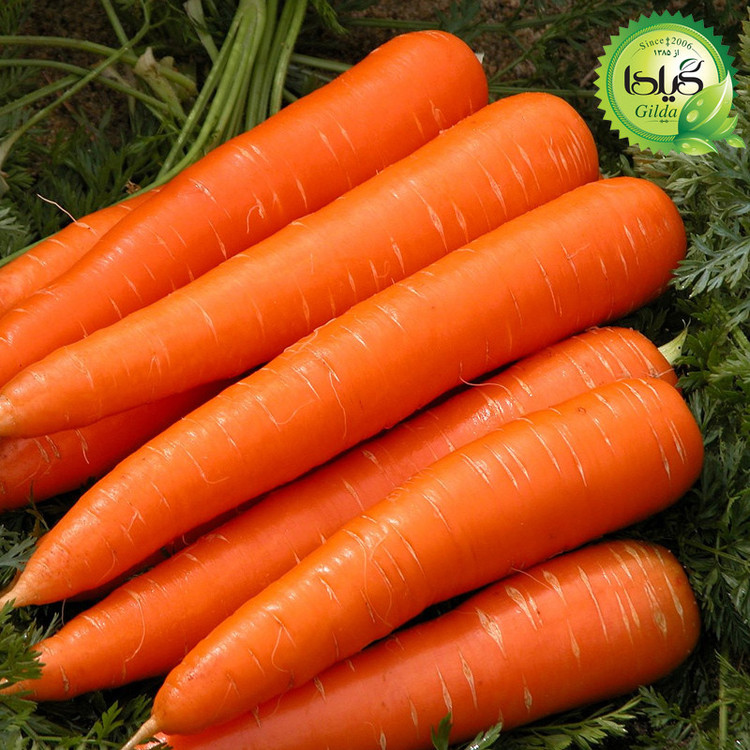 بذر هویج فرنگی گیلدا کد 681