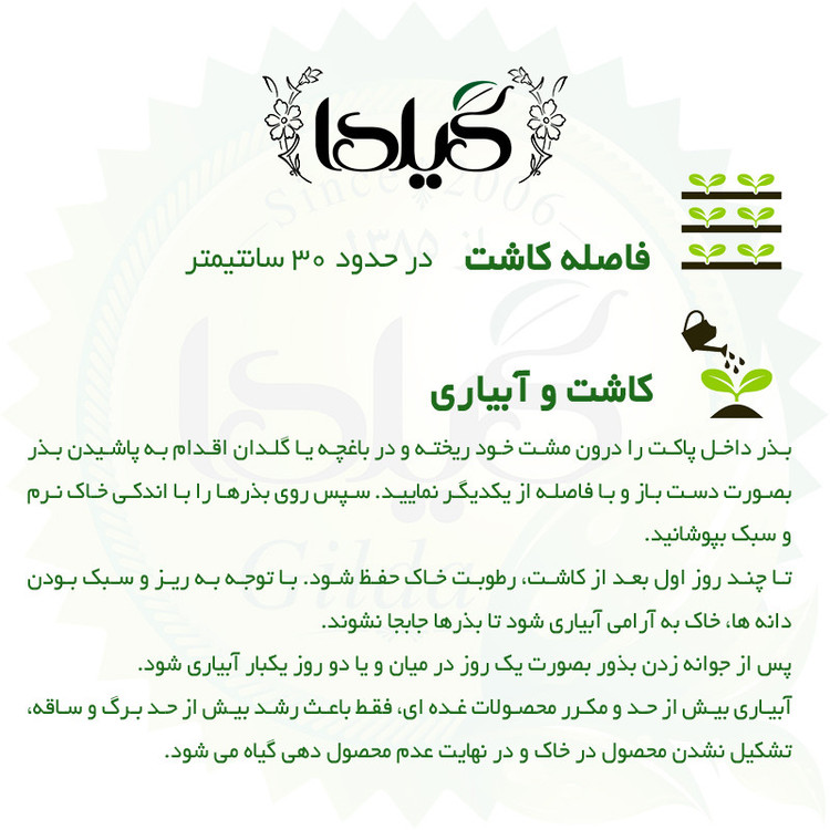 بذر هویج فرنگی گیلدا کد 681