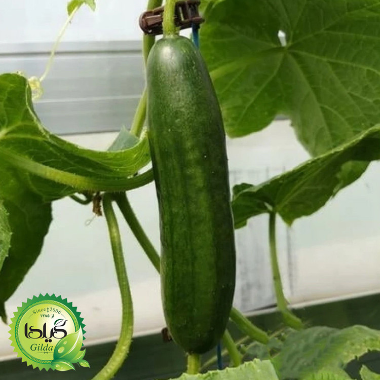 بذر خیار درختی گیلدا کد 648