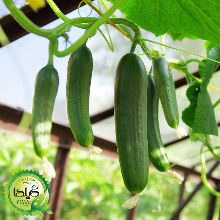 بذر خیار درختی گیلدا کد 648