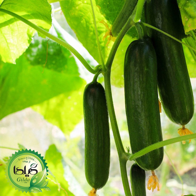 بذر خیار درختی گیلدا کد 648