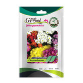 بذر گل داوودی پاکوتاه الوان گلبرگ پامچال کد GPF-316