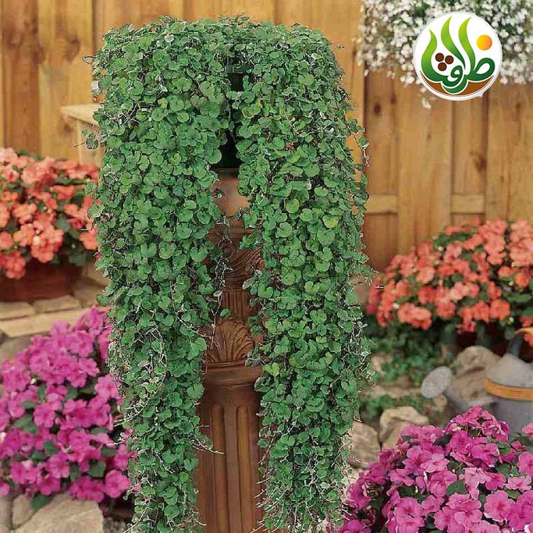 بذر چمن دایکوندرا ظرافت مدل BZ18069 بسته 5 عددی