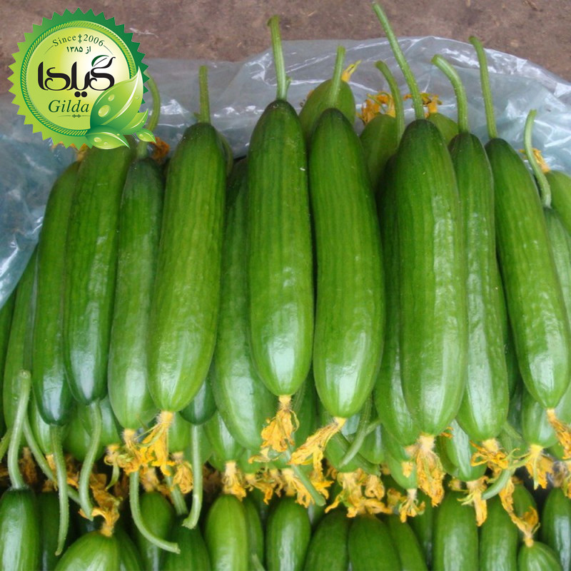 بذر خیار بوته ای قلمی گیلدا کد 635
