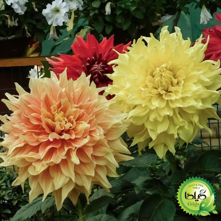 بذر کوکب پرگل گیلدا کد 862