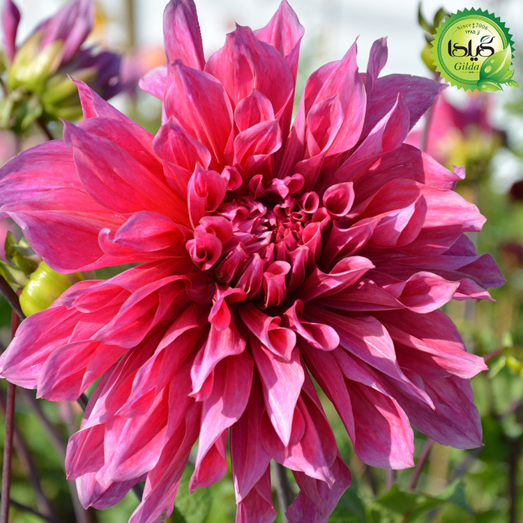 بذر کوکب پرگل گیلدا کد 862