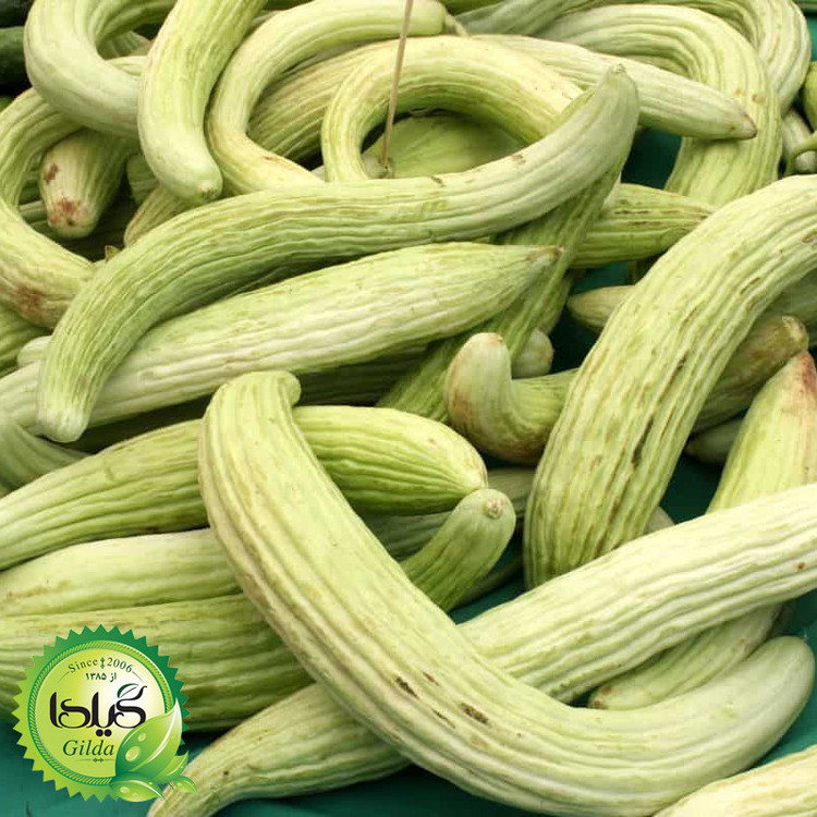 بذر خیار چنبر گیلدا کد 630