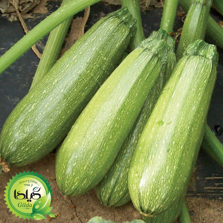 بذر کدو خورشتی گیلدا کد 770