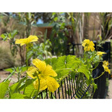 بذر لوفا لیف گیاهی گلس گاردن مدل GL05