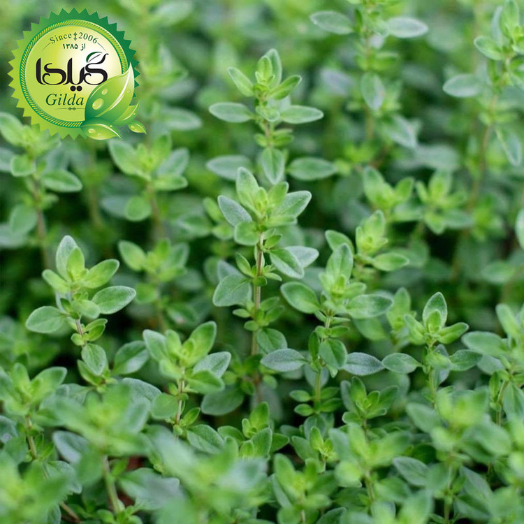 بذر آویشن باغی گیلدا کد 170