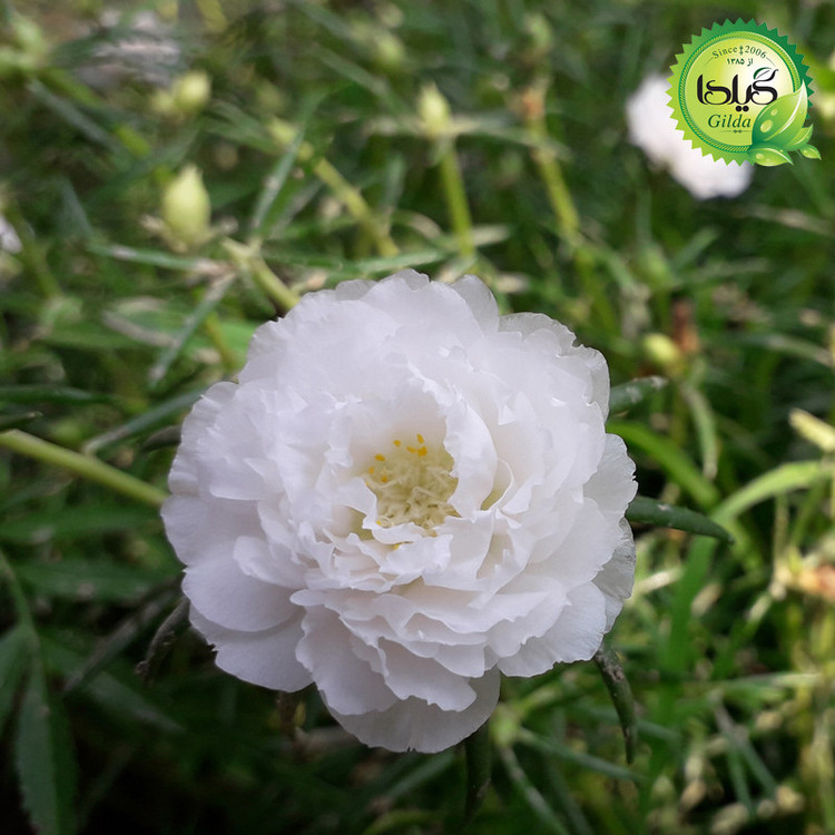 بذر ناز آفتابی سفید گیلدا کد 947