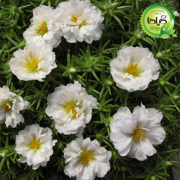 بذر ناز آفتابی سفید گیلدا کد 947