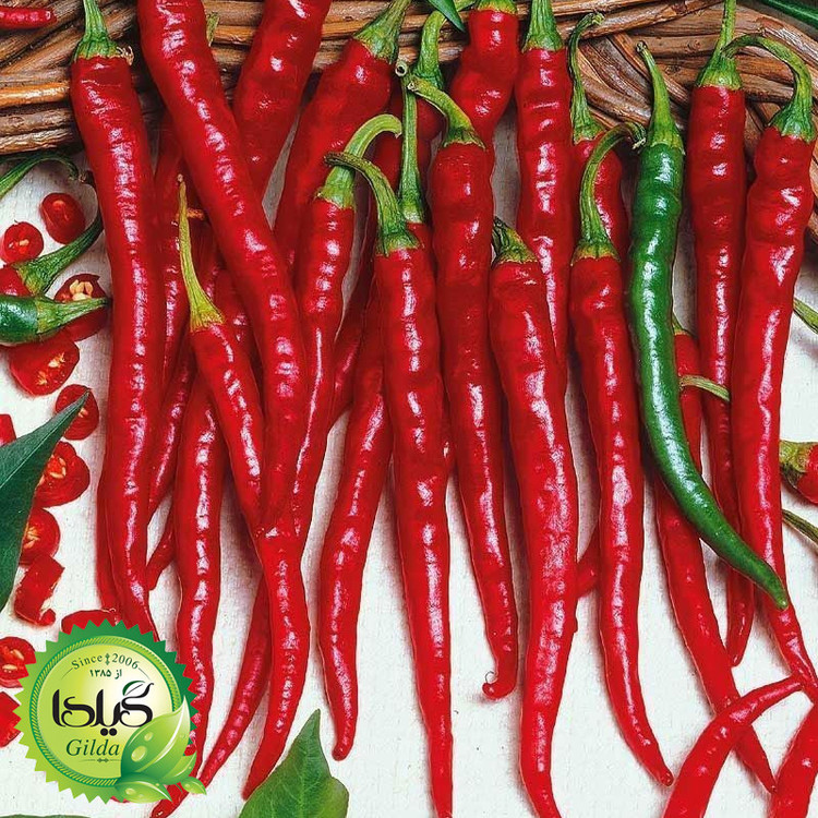 بذر فلفل تند چیلی گیلدا کد 352