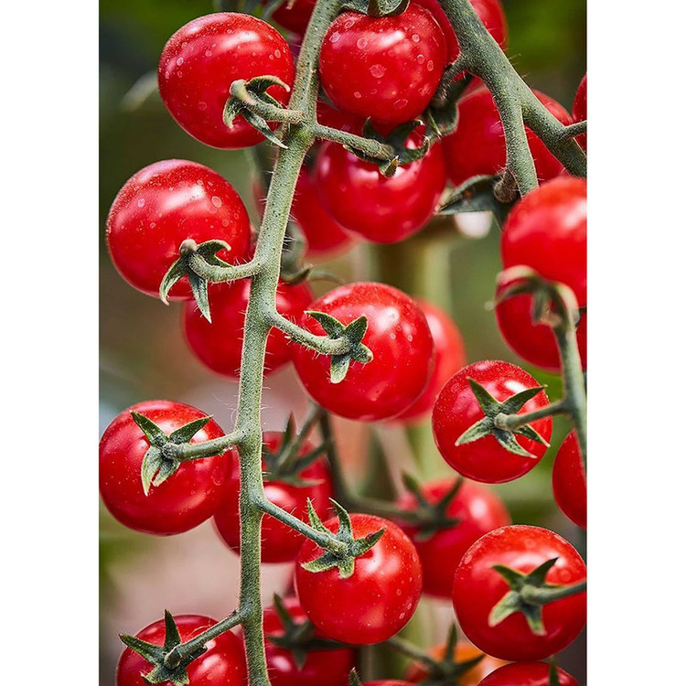 بذر گوجه قرمز گیلاسی پاکوتاه گلدانی فصل سبز کد FSSEED-047