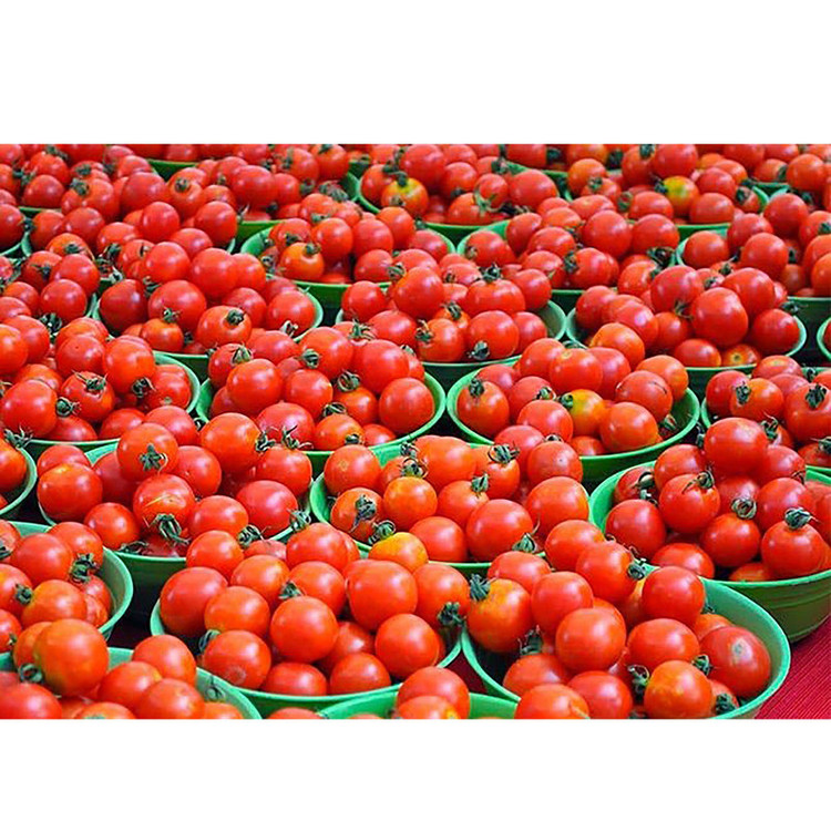 بذر گوجه قرمز گیلاسی پاکوتاه گلدانی فصل سبز کد FSSEED-047