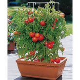 بذر گوجه قرمز گیلاسی پاکوتاه گلدانی فصل سبز کد FSSEED-047