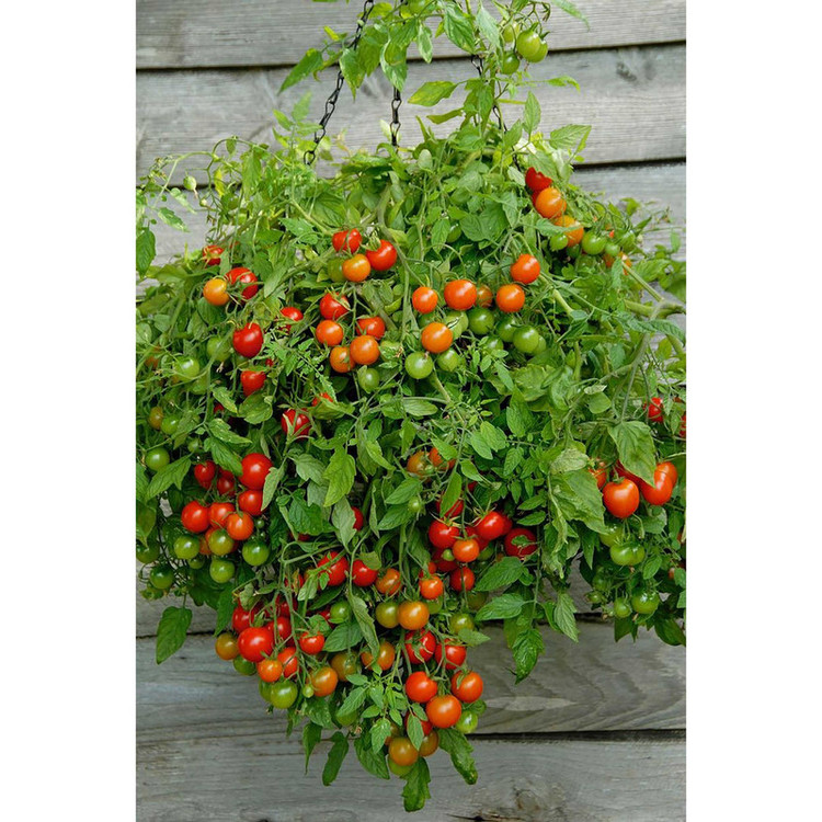 بذر گوجه قرمز گیلاسی پاکوتاه گلدانی فصل سبز کد FSSEED-047