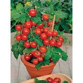 بذر گوجه قرمز گیلاسی پاکوتاه گلدانی فصل سبز کد FSSEED-047