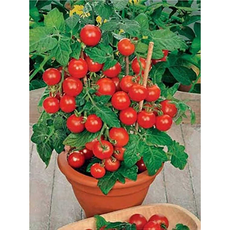 بذر گوجه قرمز گیلاسی پاکوتاه گلدانی فصل سبز کد FSSEED-047