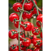 بذر گوجه قرمز گیلاسی پاکوتاه گلدانی فصل سبز کد FSSEED-047