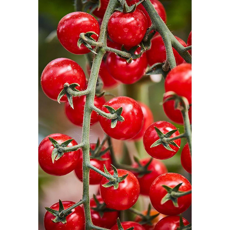 بذر گوجه قرمز گیلاسی پاکوتاه گلدانی فصل سبز کد FSSEED-047