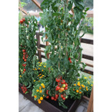 بذر گوجه قرمز گیلاسی پاکوتاه گلدانی فصل سبز کد FSSEED-047