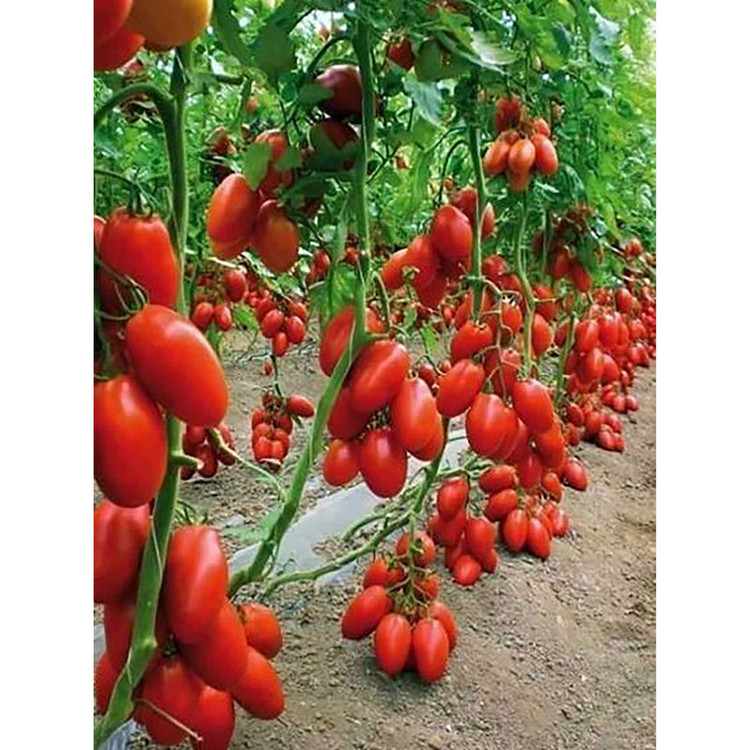 بذر گوجه قرمز گیلاسی پاکوتاه گلدانی فصل سبز کد FSSEED-047