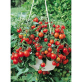 بذر گوجه قرمز گیلاسی پاکوتاه گلدانی فصل سبز کد FSSEED-047