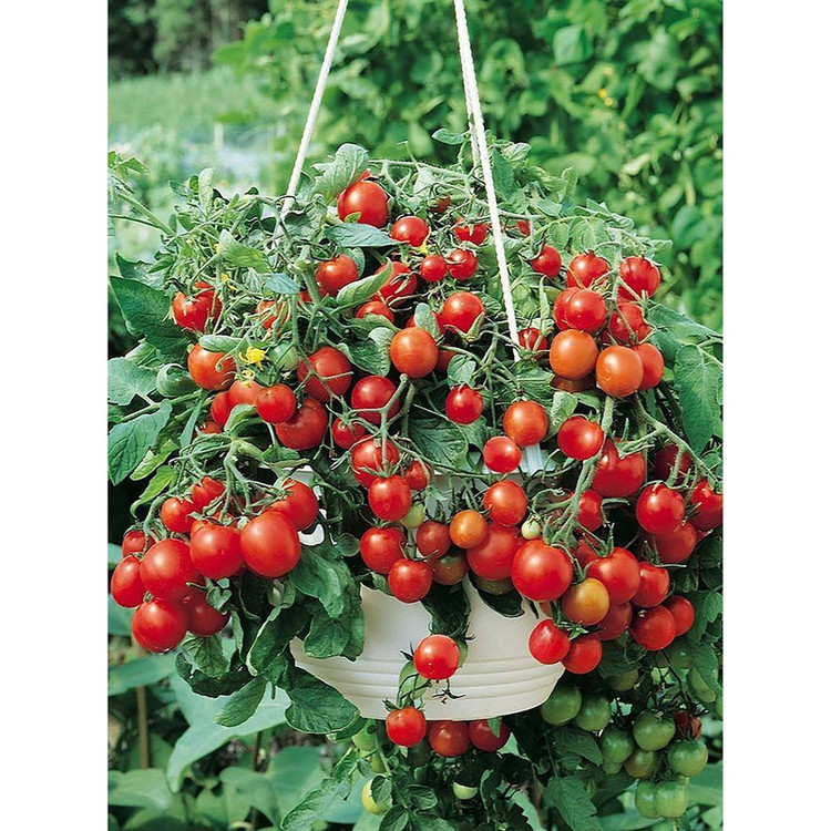 بذر گوجه قرمز گیلاسی پاکوتاه گلدانی فصل سبز کد FSSEED-047