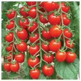 بذر گوجه قرمز گیلاسی پاکوتاه گلدانی فصل سبز کد FSSEED-047